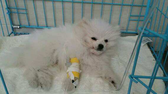 博美犬的5大缺点和不足,博美犬的5大缺点看完你还想养吗