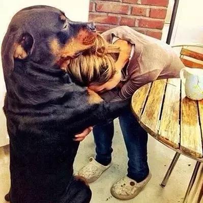 罗威纳犬优点和缺点,罗威纳犬和杜宾哪个更好养