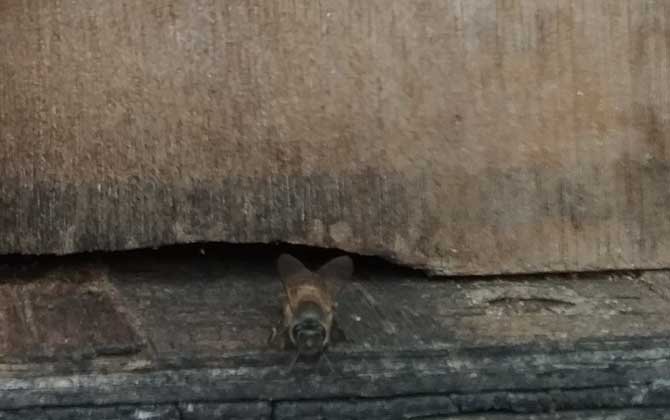 怎样防治蜜蜂桶里生棉虫,蜂蜜桶长棉虫用什么药