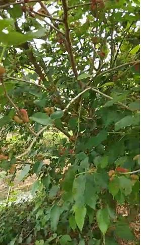 纯桑叶的药用价值是什么,既是食品又是中药材目录