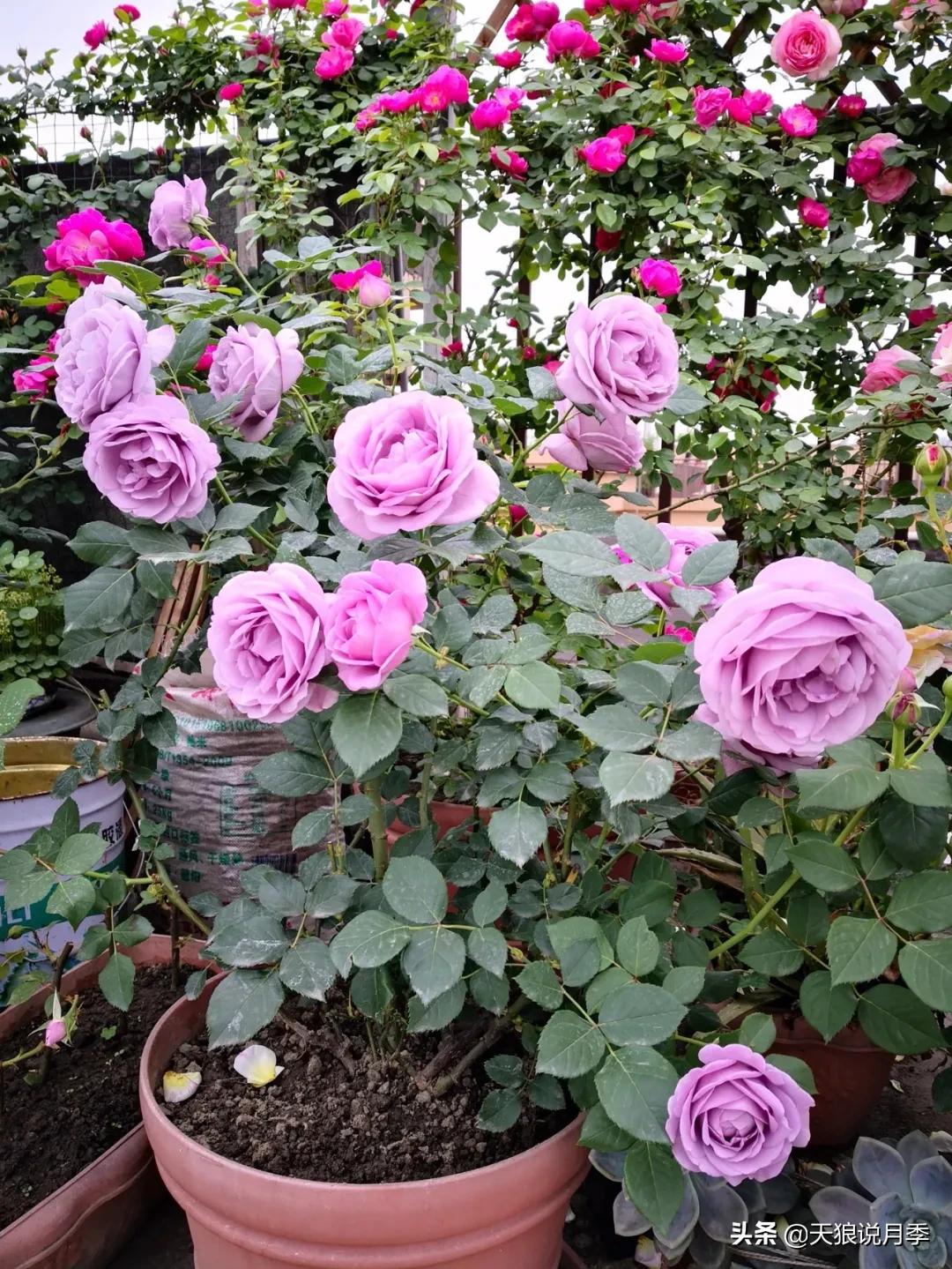 月季花是时候展现真正的技术了 (开春的第一波月季花就这么过去了)