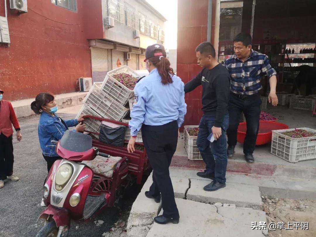 平阴新闻|晁广强成功捐献造血干细胞凯旋归来；昨日花蕾价格3.47元/斤