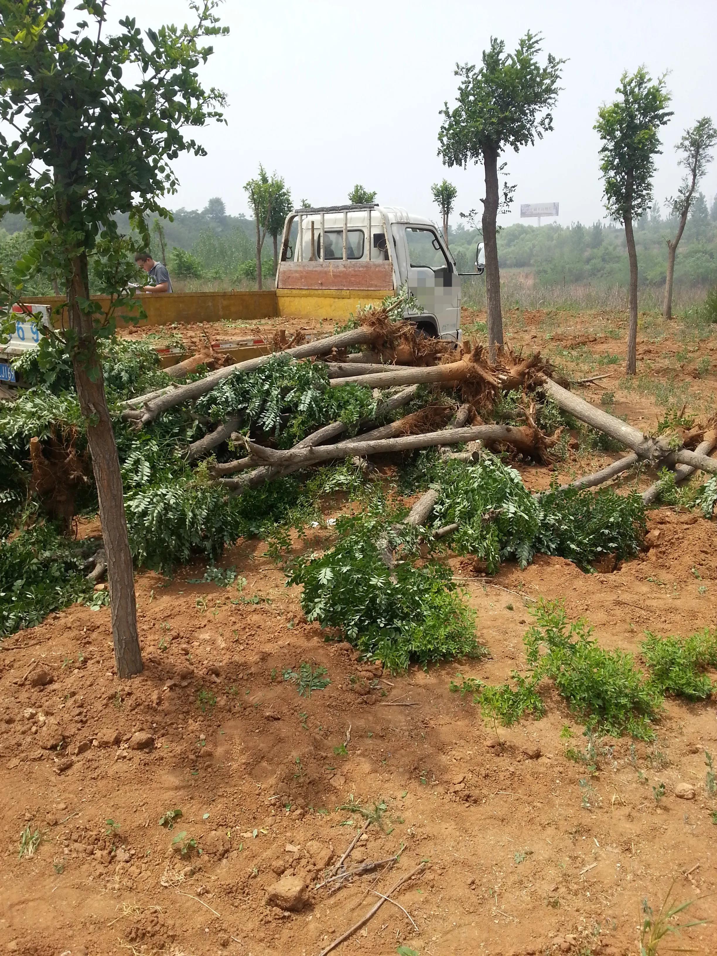 偷树贼落网了视频,偷树贼的故事100个