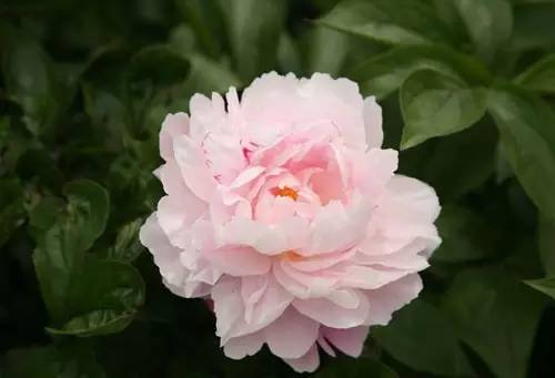 100幅精美写意牡丹画,名家大写意画牡丹作品图片