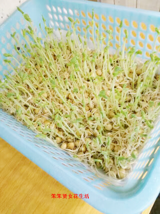 豌豆芽苗菜种植全过程,豌豆芽苗菜种植的成本及利润