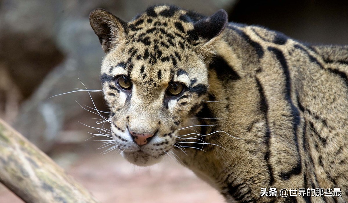 剑齿虎时期的猛兽,被称为小剑齿虎的是云豹还是雪豹