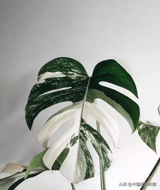 打翻了调色盘的花,打翻了调色盘的美景