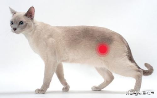 猫咪也有膀胱炎?独属于猫咪的“难言之隐”,该如何预防和解决?