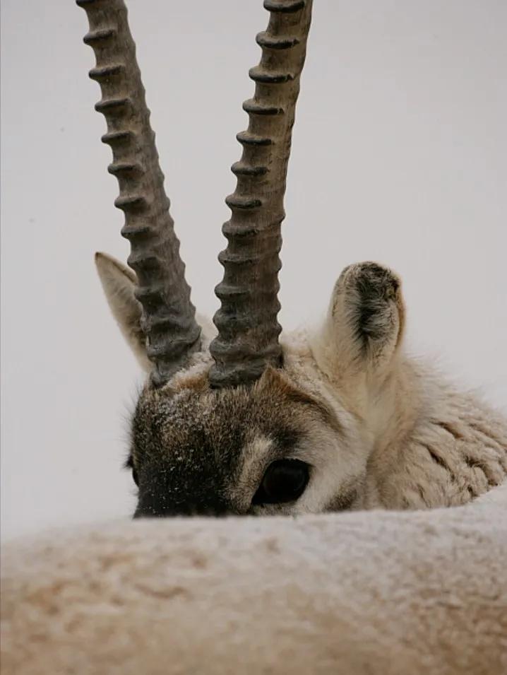 藏羚羊30万一只,藏羚羊30万只了为啥还濒危