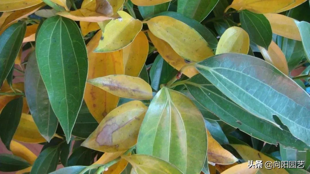 冬季绿植黄叶黑斑怎么解决,冬天植物叶子发黄怎么办