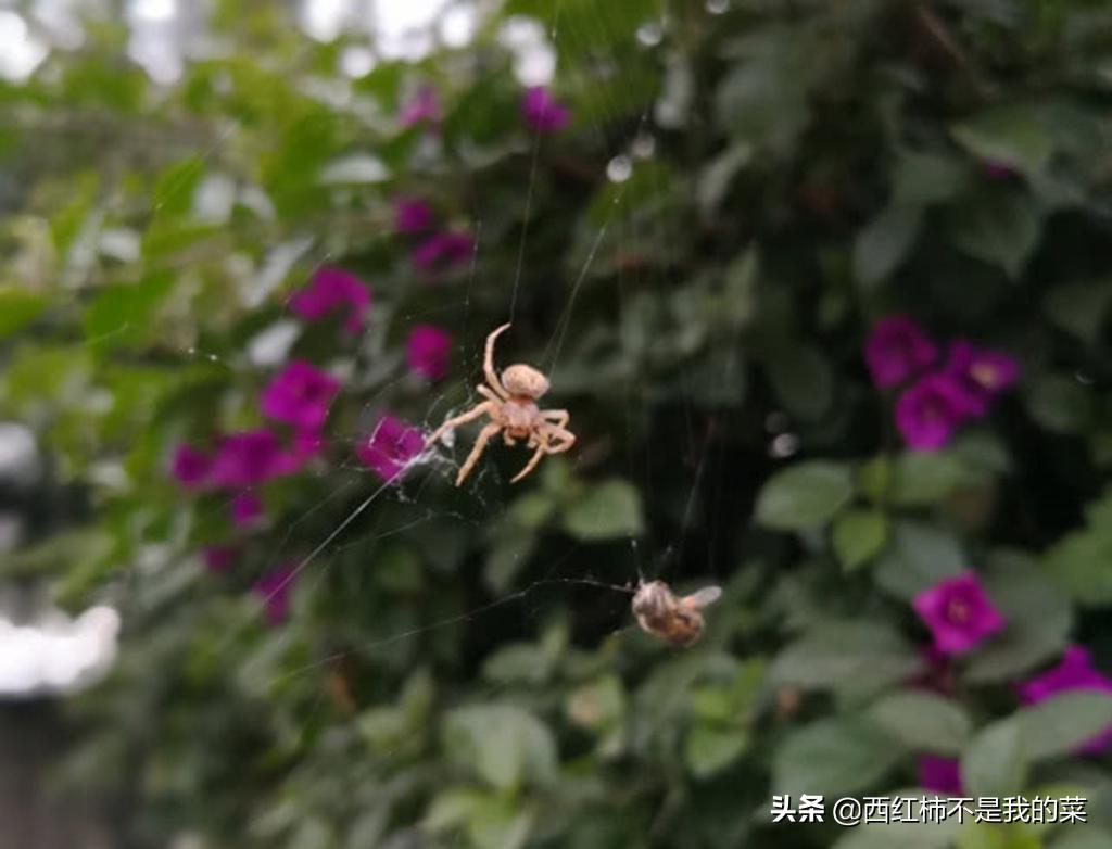 寓言蜘蛛和蜜蜂,寓言故事蜘蛛和蜜蜂