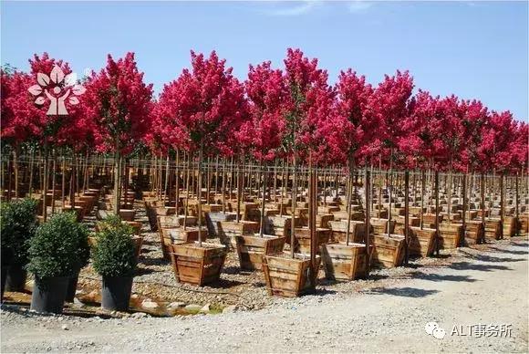 天鹅绒紫薇花烂漫,花争艳