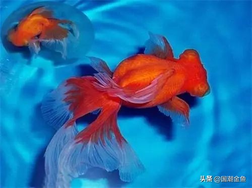 它曾是家家户户院里的“小宠儿”，那些时代是否已经一去不复返？