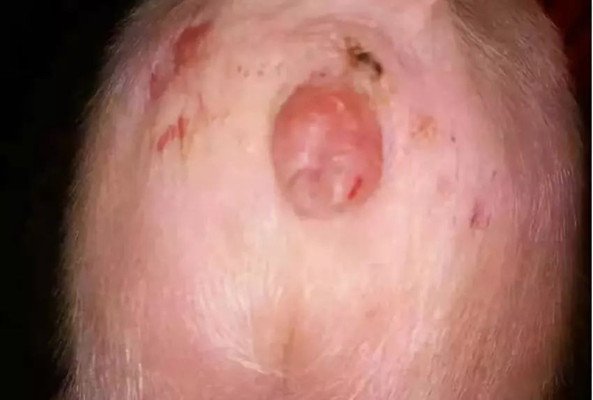 养猪户的十大绝招,养猪人要警惕