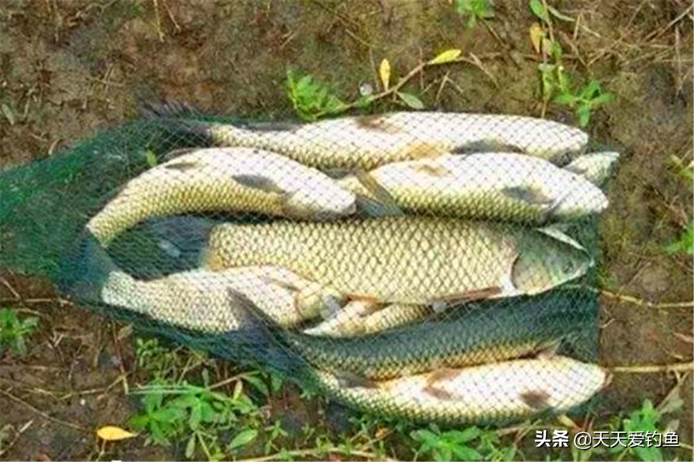 晚秋晚上钓草鱼是钓底还是浮,秋末夜钓大草鱼适合几点