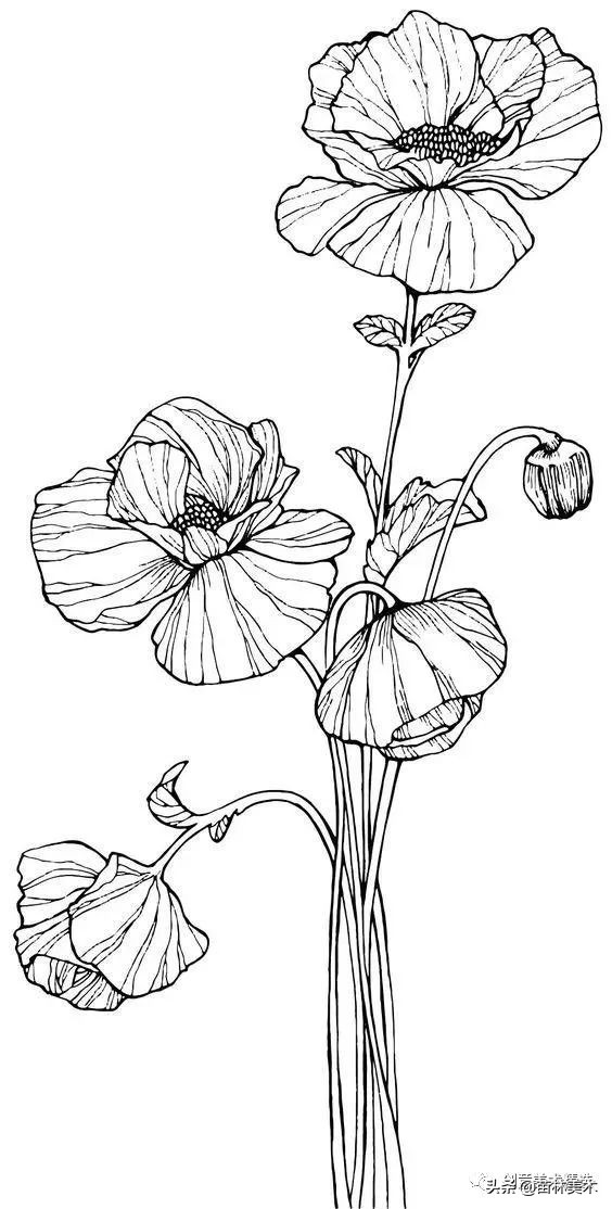 工笔花卉线稿和色稿,花卉白描线稿