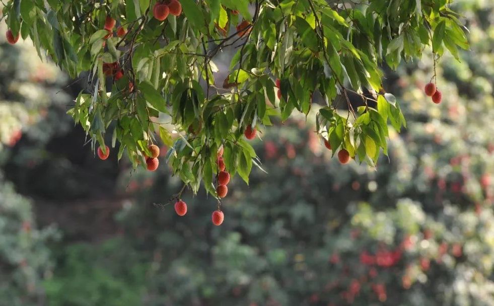 流传千年的风味，那一抹不变幻的甜，是莆田人心头好