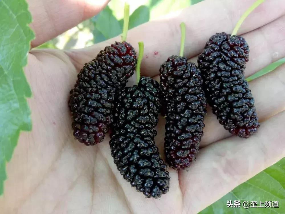 垄上优选战略携手圣果酒庄，就喜欢这种美酒佳肴纷至沓来的感觉...