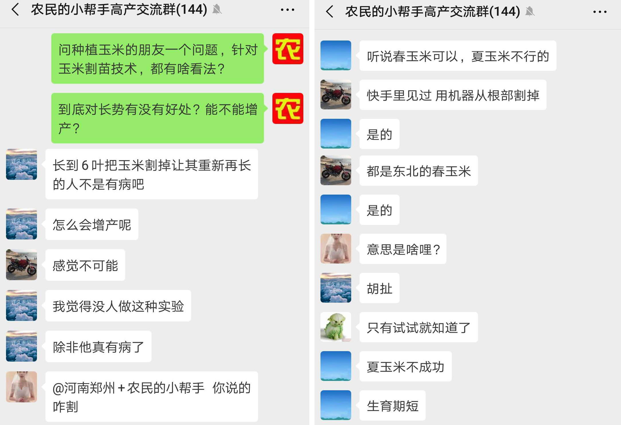 玉米五六个叶可以种什么,种植的玉米几片叶可以提苗