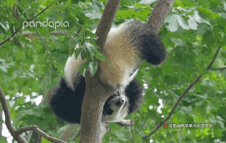 熊猫儿本人照片,熊猫儿图片