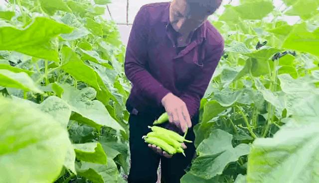 比春笋还要好吃的笋,又脆又嫩的白玉黄瓜脆