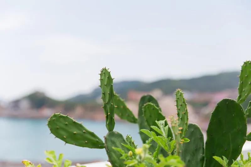 列岛之枸杞岛旅游攻略,嵊山岛枸杞岛旅游攻略