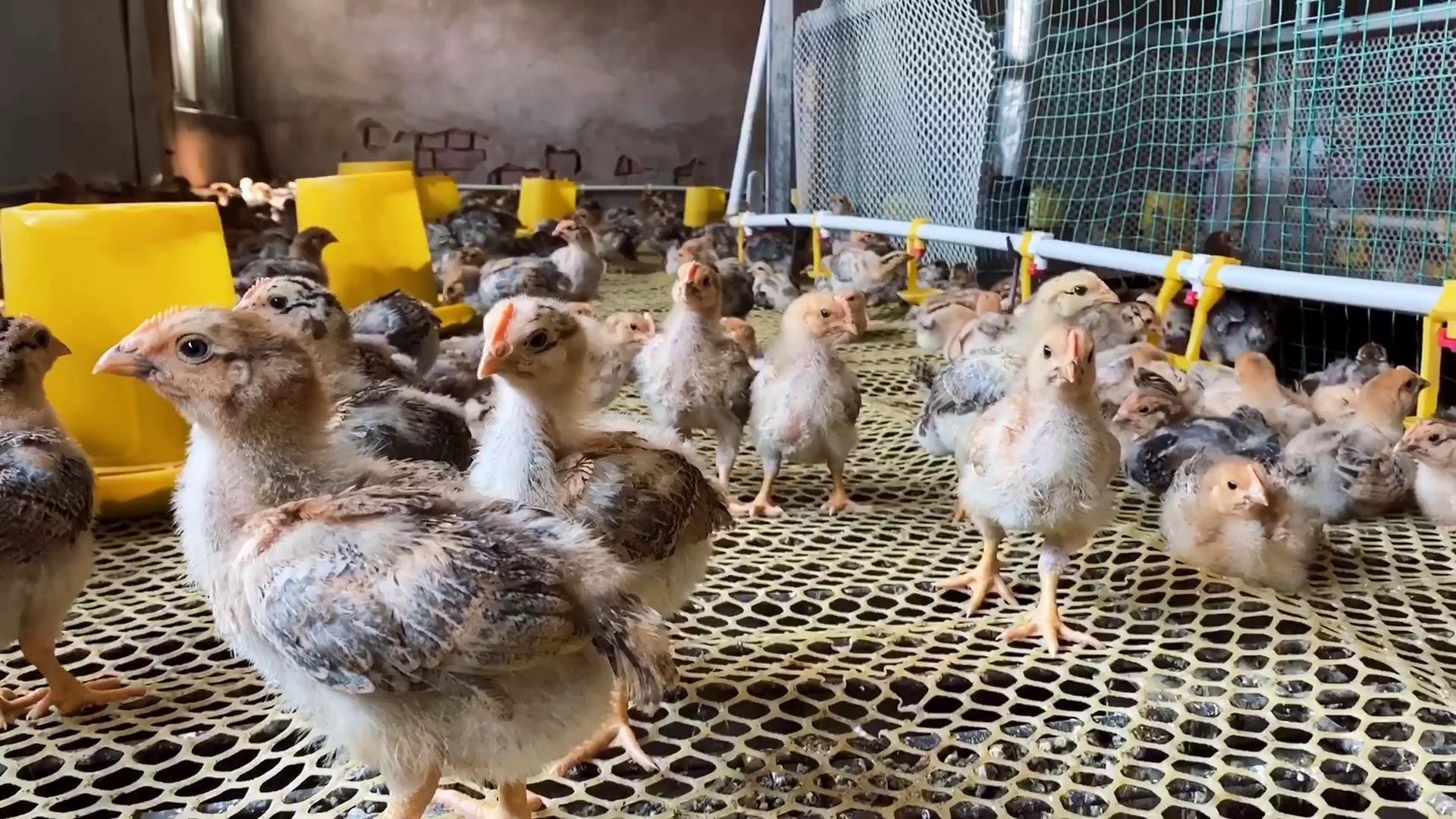 农村养殖的鸡吃什么,农村散养的鸡吃的什么