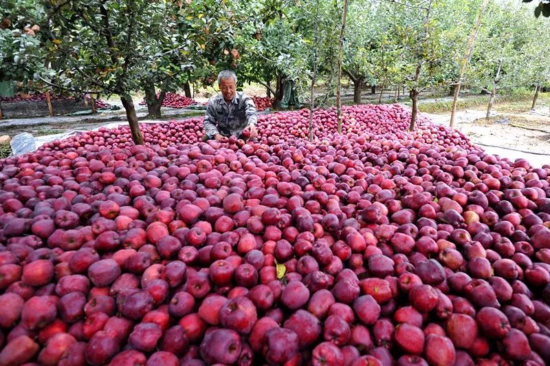 陇南市苹果代言,陇南礼县苹果代言