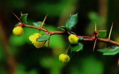 豪猪怪和犀牛怪,豪猪是不是骗局