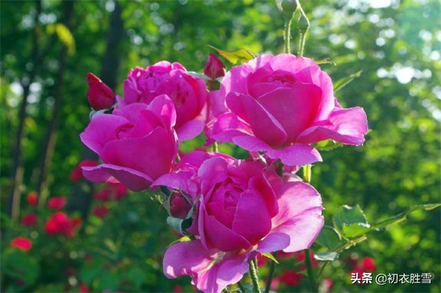 有多少人知道生如夏花的出处,一个和中国有缘的外国人