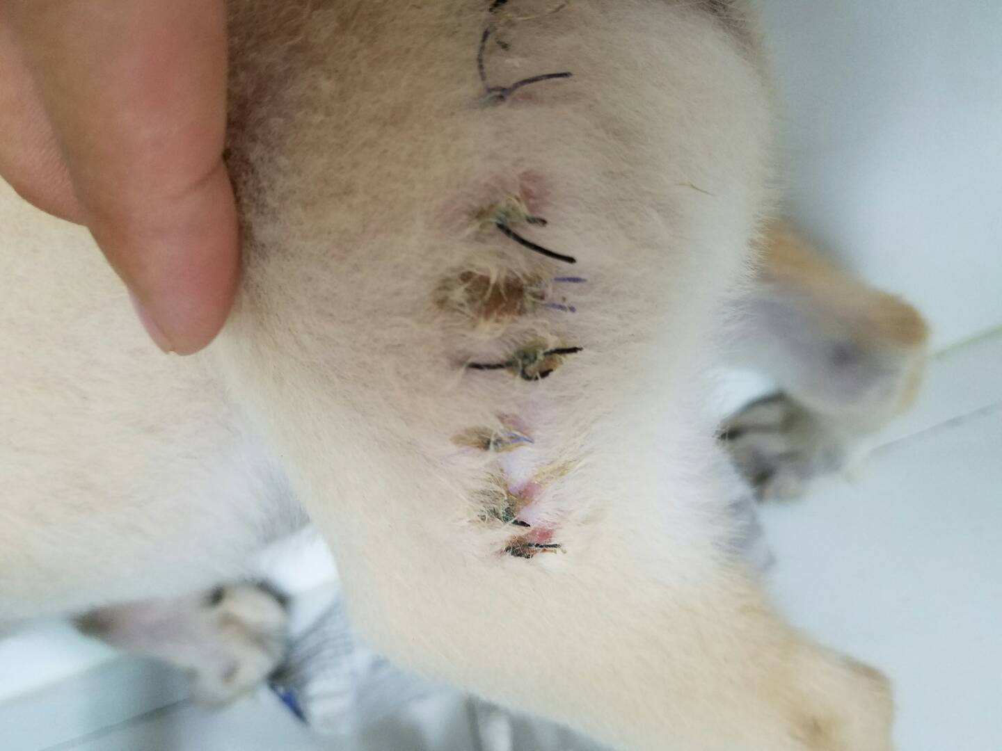 猫咪误食异物怎么处理,猫咪误食硬物怎么办