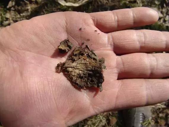 果树清园到底用什么药最好,冬季蜜柚清园管理要点