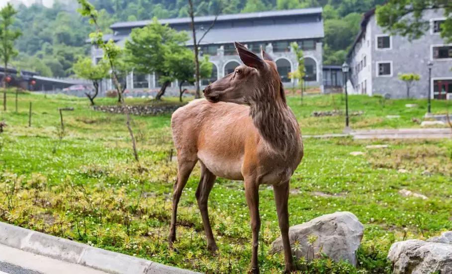 奈良二郎山喇叭河,喇叭河清明