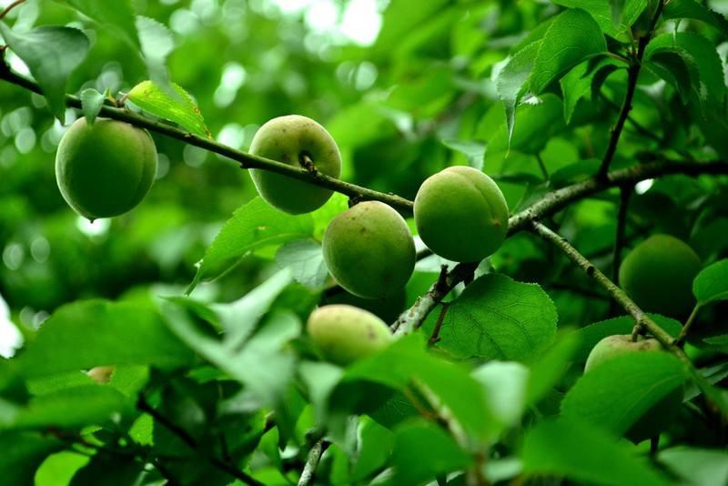 古诗描述芒种的句子,关于芒种的诗句合集