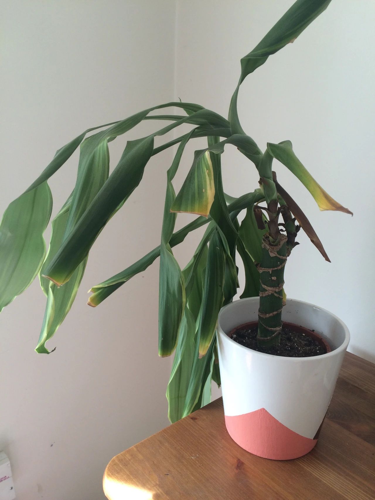 4个方法植物很容易烂根黄叶,浇水多了花枯萎了怎么救活