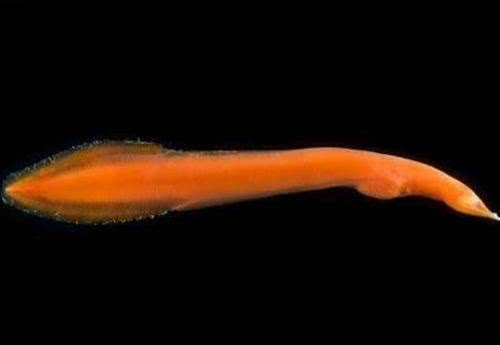 “压”不死的深海动物，它们为什么会在深海游刃有余的生活？