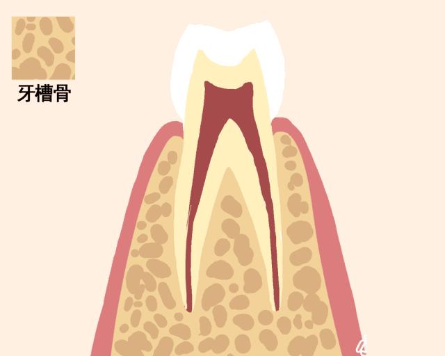 牙齿如何正确的脱落,一张动图告诉你