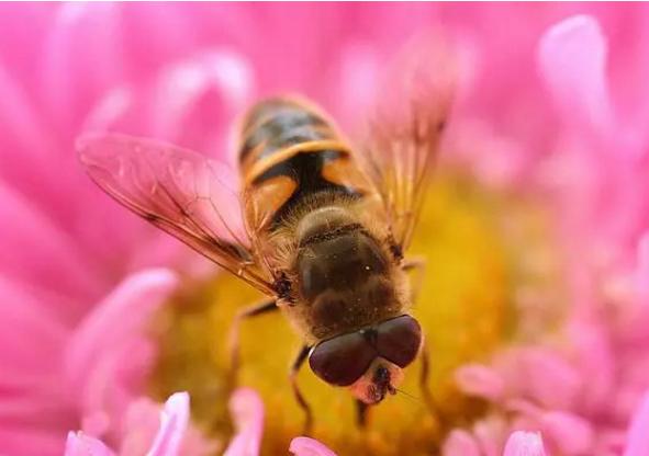 早知道早收益的小知识,蜜蜂养殖技术赚钱吗