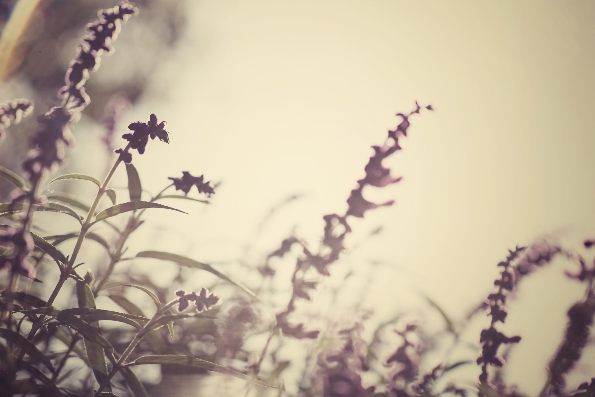 女诗经男楚辞全文,女诗经男楚辞的名字有哪些