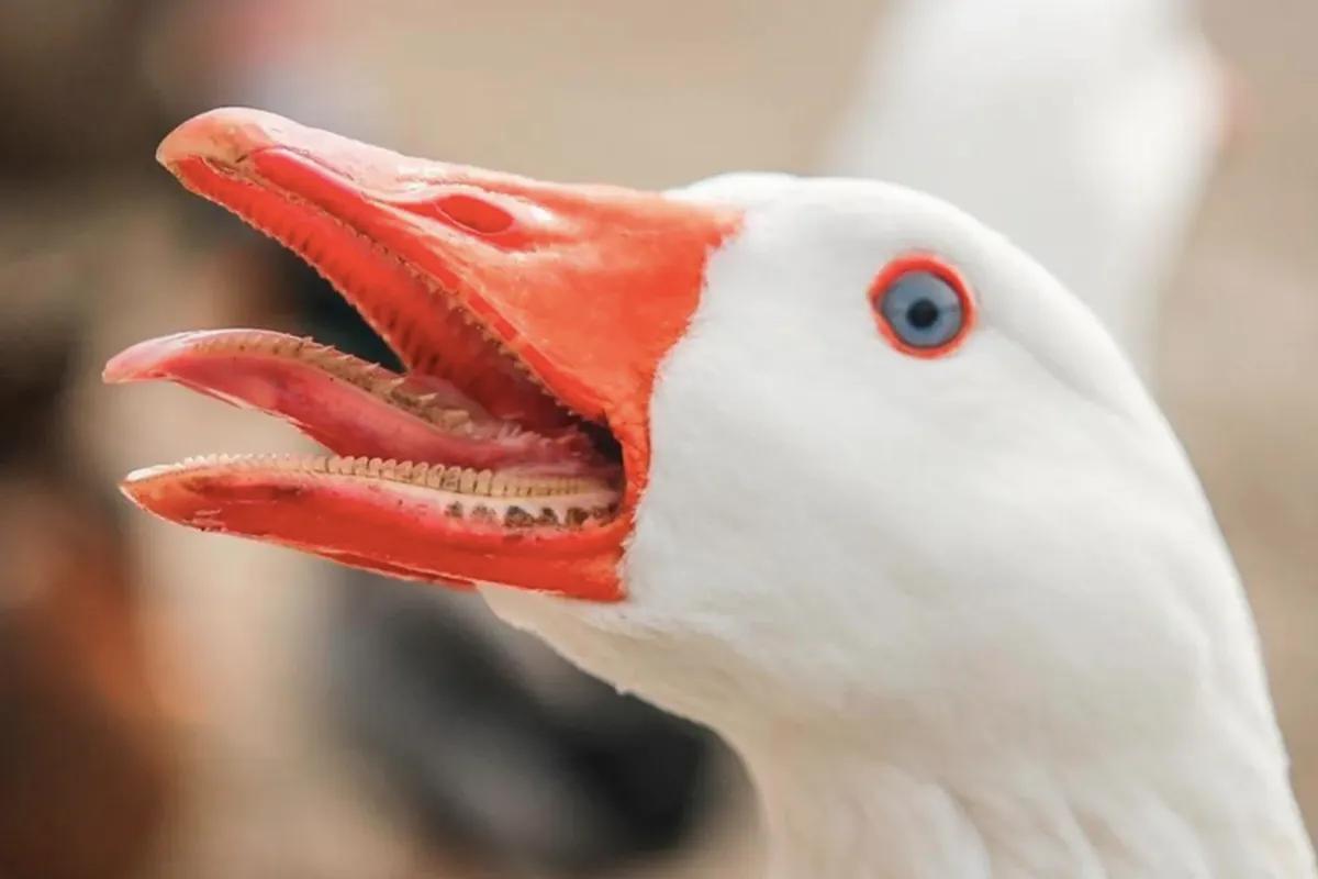 鹅粪可以驱蛇吗,蛇怕鹅粪吗