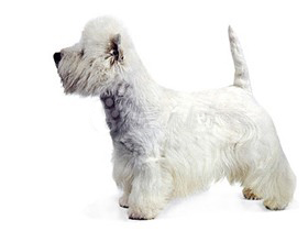 聪明的小宠物狗都有哪些品种,哪种宠物狗最聪明听话又好养