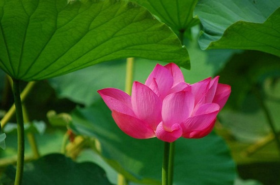 中国十大名贵花卉,昂贵花卉品种介绍