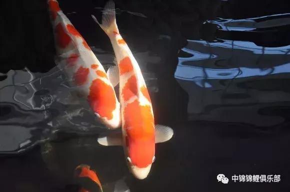 院子鱼池养入门锦鲤,新手养锦鲤和金鱼要用哪些设备