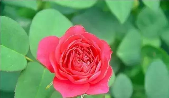 4000种不一样的玫瑰品种大全,100种玫瑰品种图鉴大全