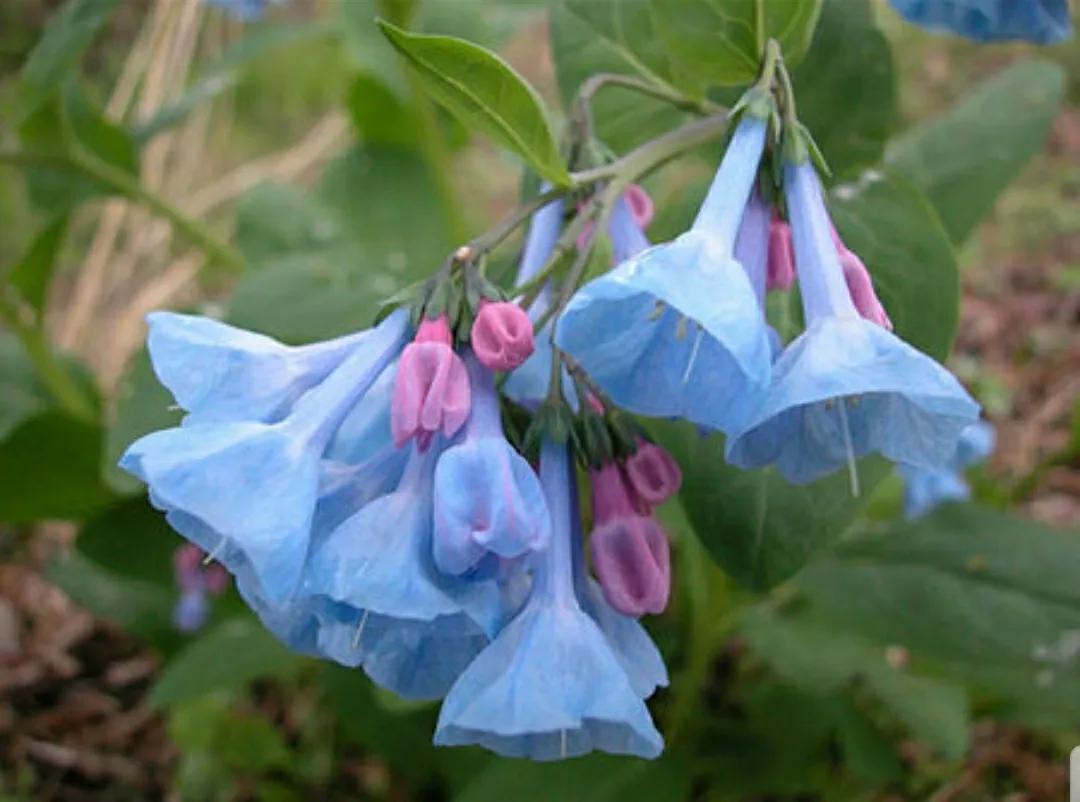 芳踪难觅濒危花！清新治愈篇：沙漠高原是吾家，豹子花的春天来了
