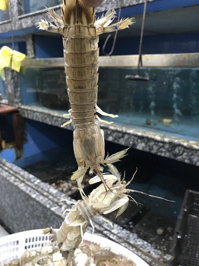 海边人教你皮皮虾的正宗吃法如何,这个季节皮皮虾非常鲜美