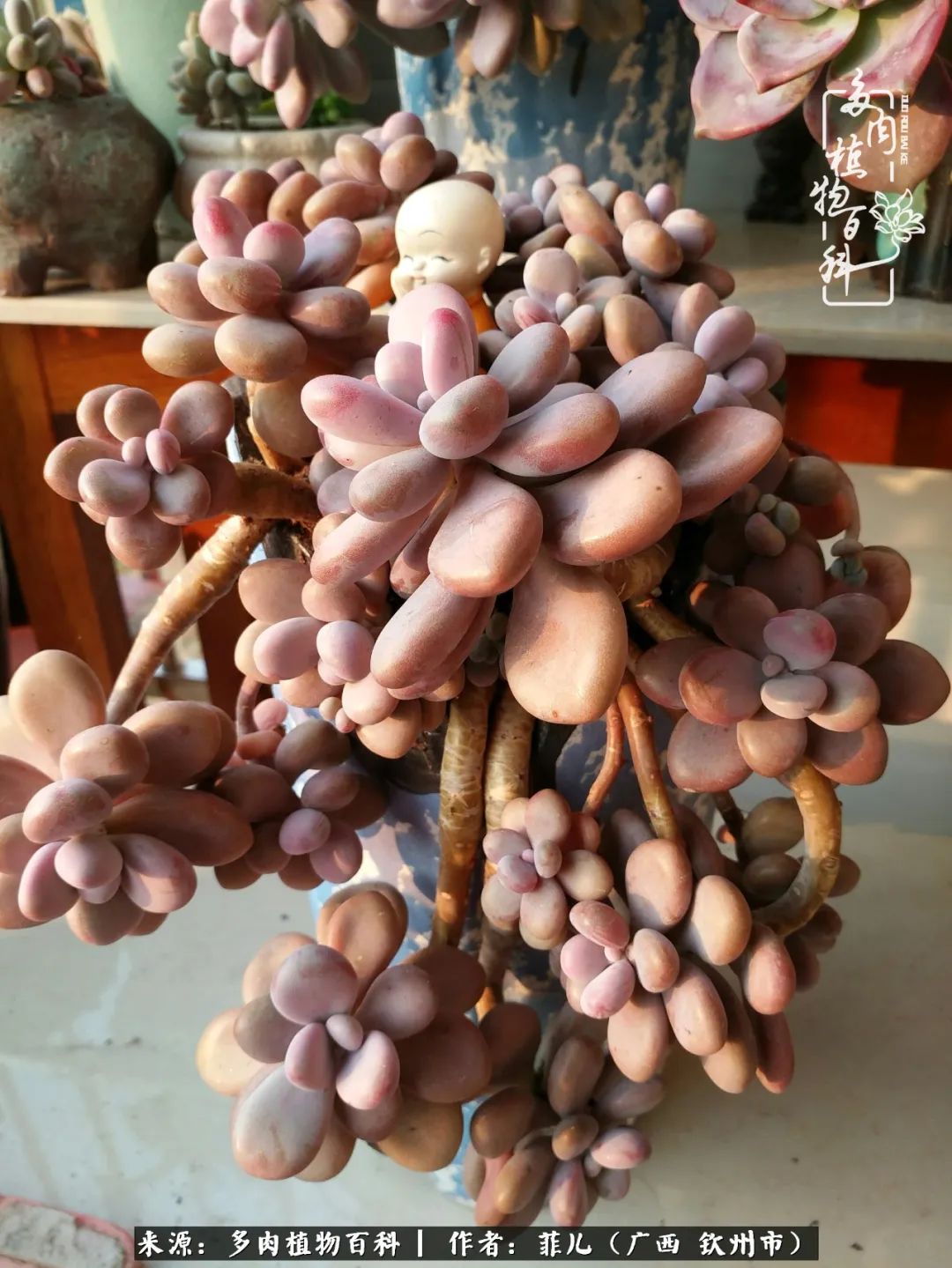 多肉相伴的感悟,与多肉为伴的时光真的很美好