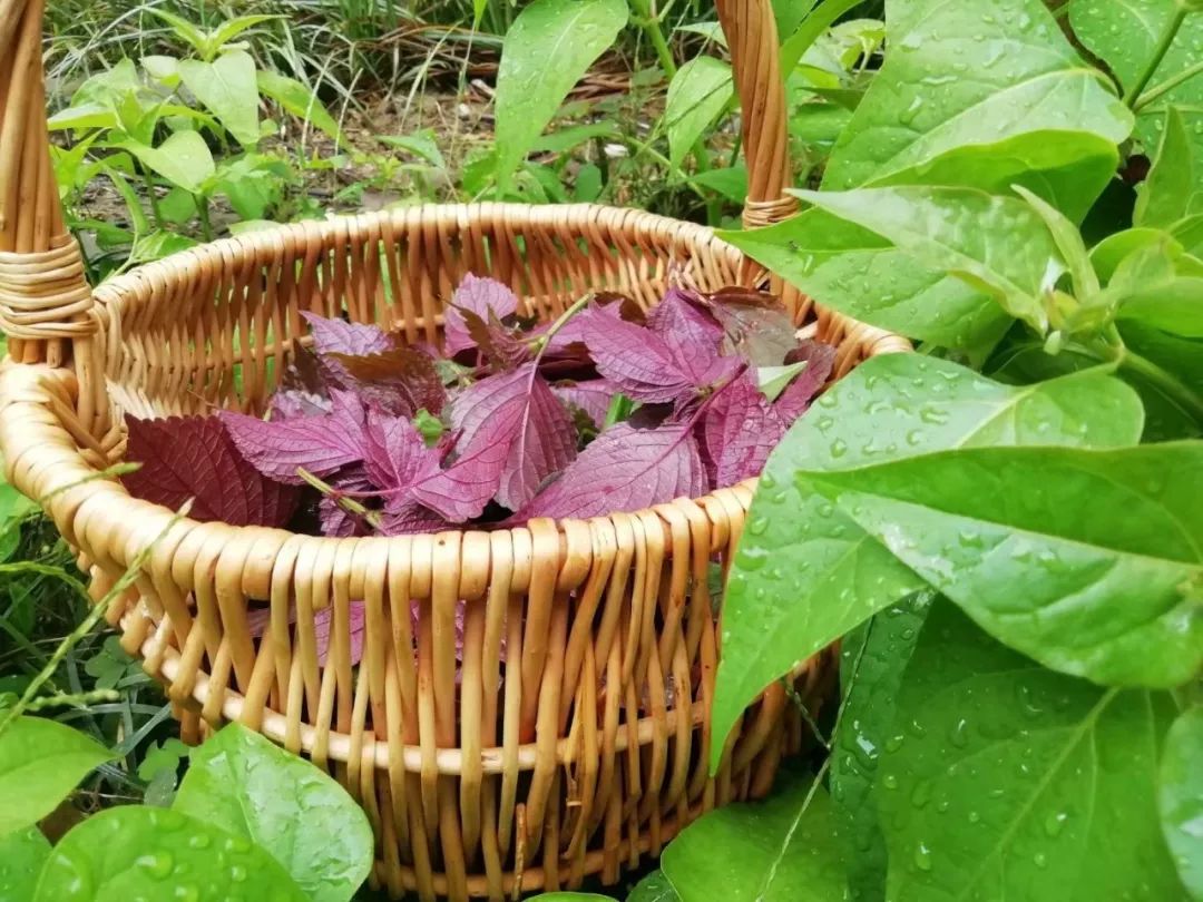 草木人间*紫苏的香气