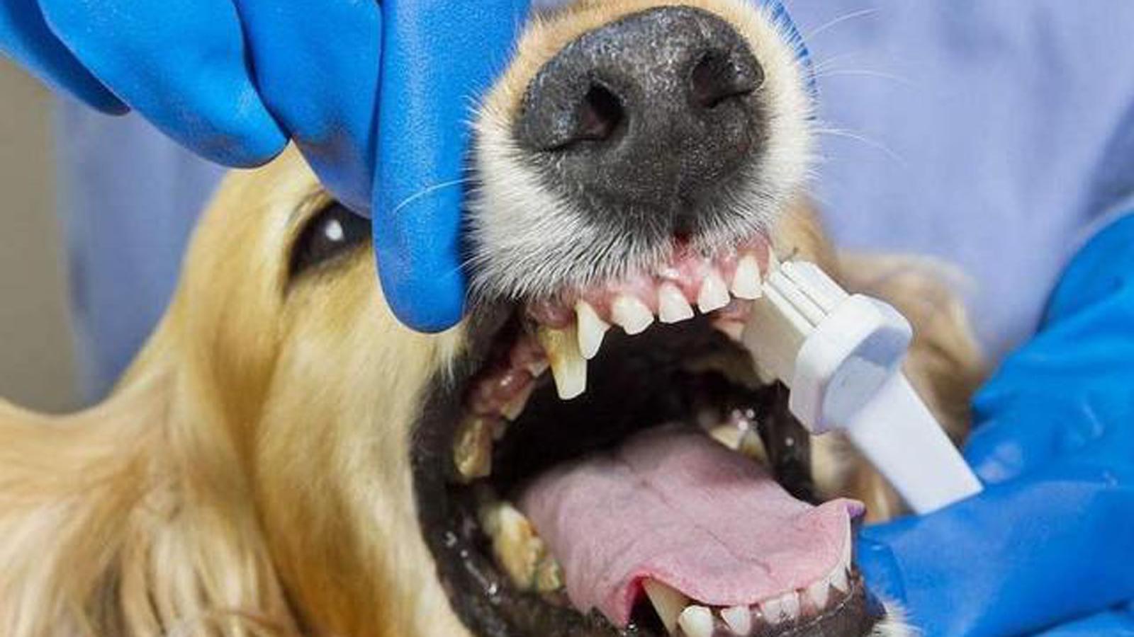 狗体臭,狗体臭是什么原因引起