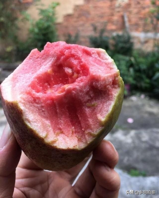 新发现一种北方人没吃过的水果,这些新奇水果你们吃过吗